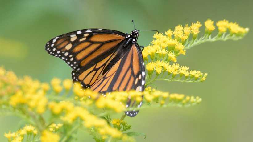 A monarch butterfly feeding on goldenrod