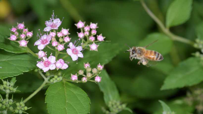 A honeybee approaching a cluster of spirea blossoms