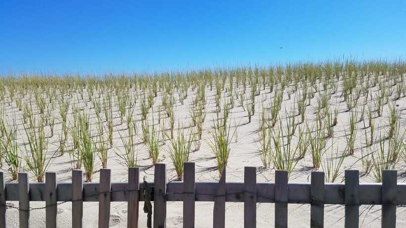 Beach grass planted in rows across open dunes behind a weathered sand fence